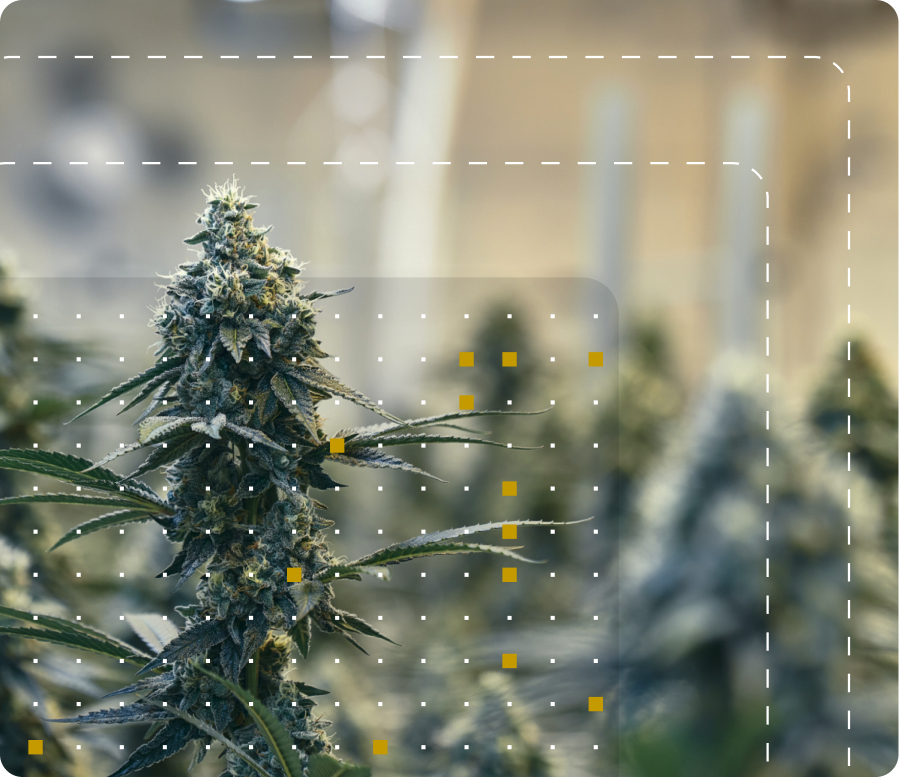 AROYA sensor node in a cannabis grow room overlaid with a data point grid