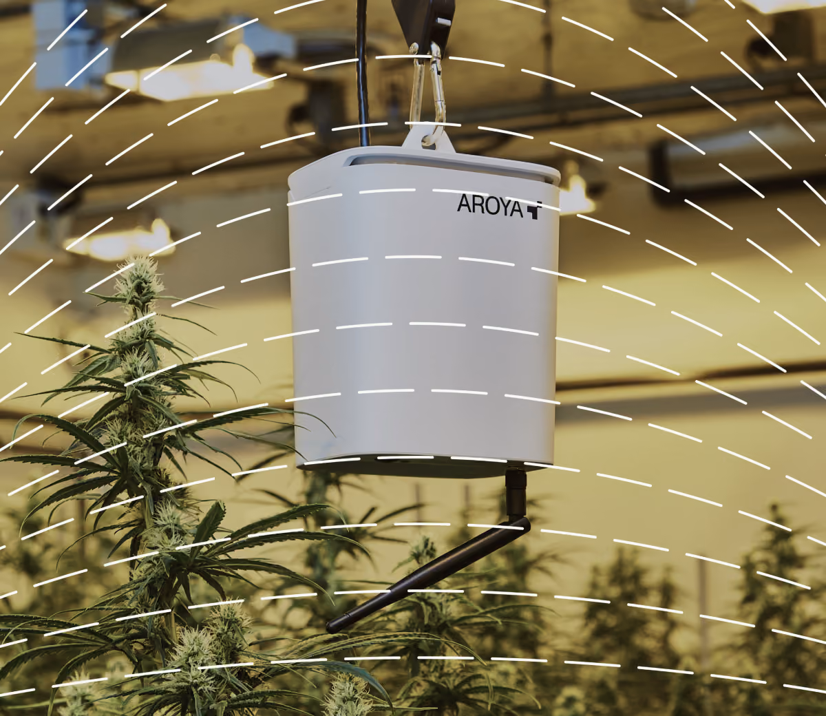 AROYA specialists working with a cultivator at a trellised cannabis canopy