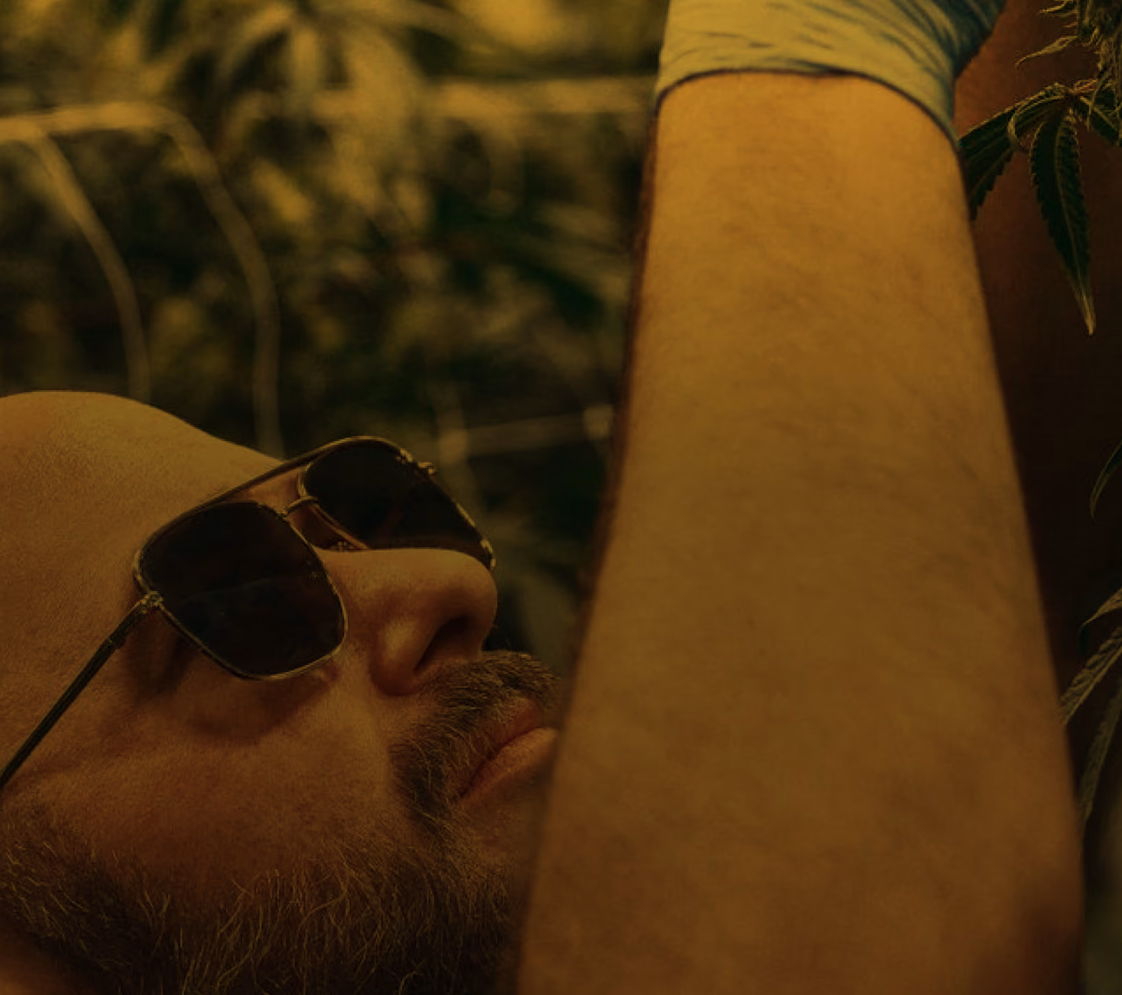 Cannabis cultivator wearing sunglasses among plants in a grow room