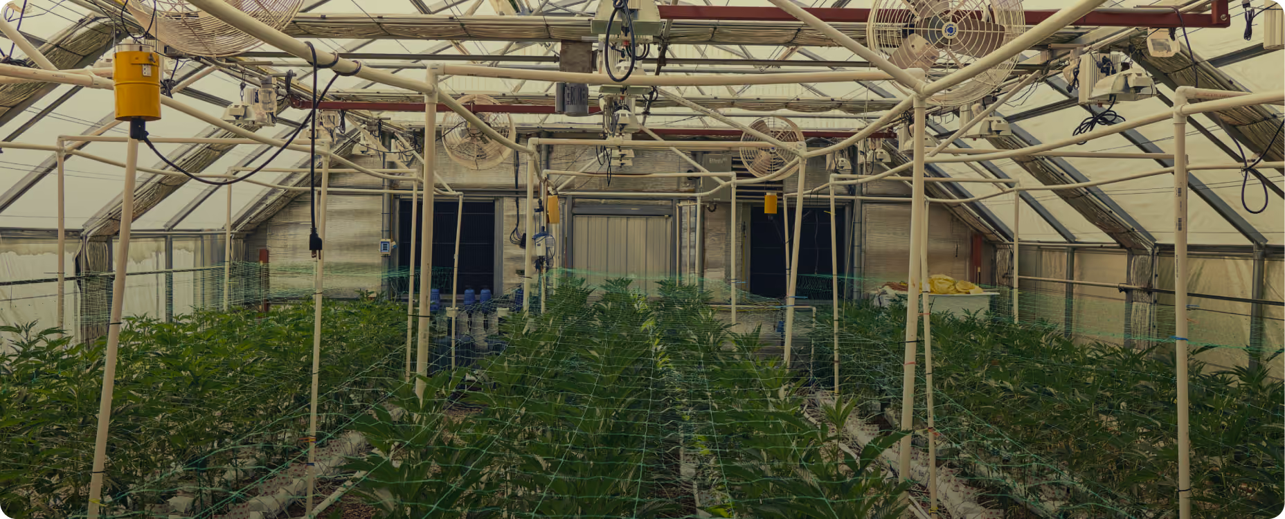AROYA greenhouse cultivation canopy with irrigation data arc overlays