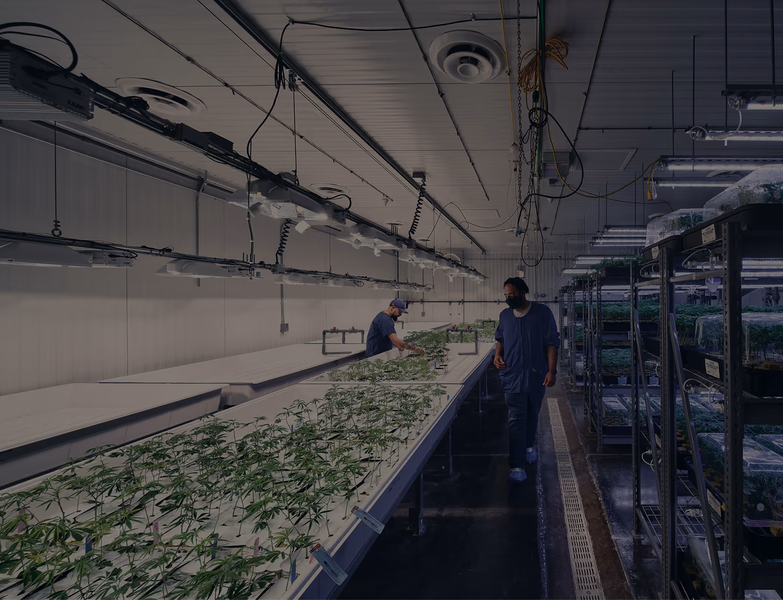 Cultivator working among mature cannabis plants in an indoor grow room