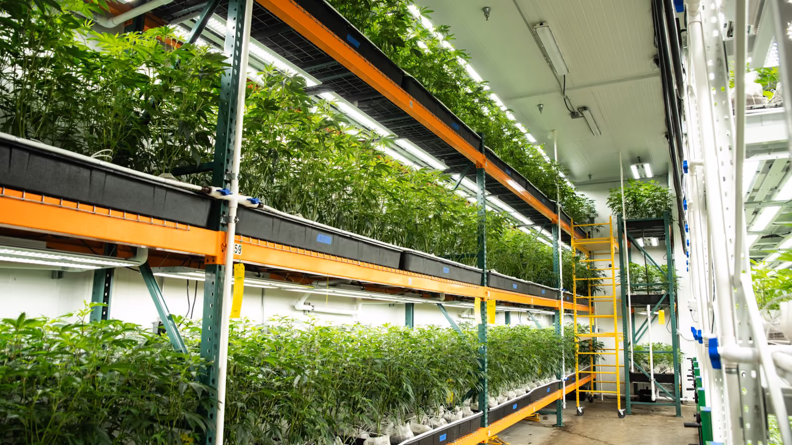Vertical racks of young plants under LED bars
