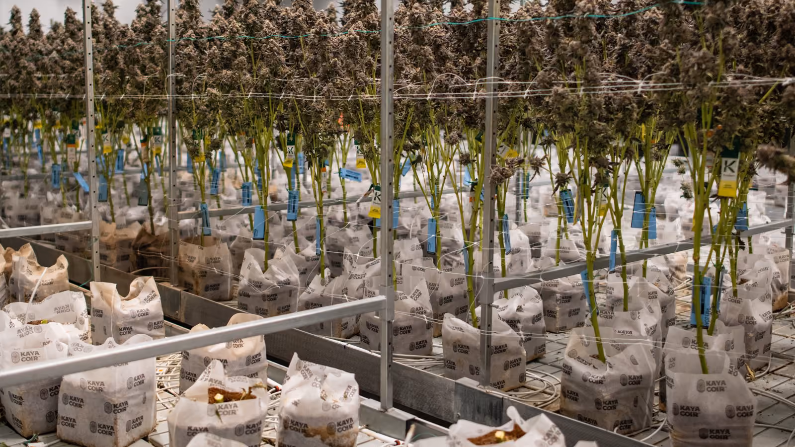 Flower room of plants in coco bags, trellised and running