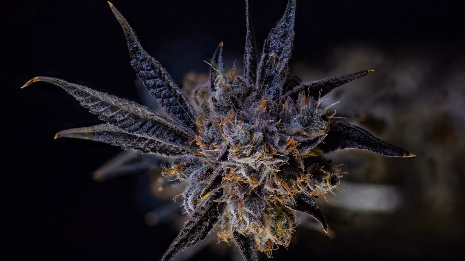 Macro shot of a finished frosty purple flower