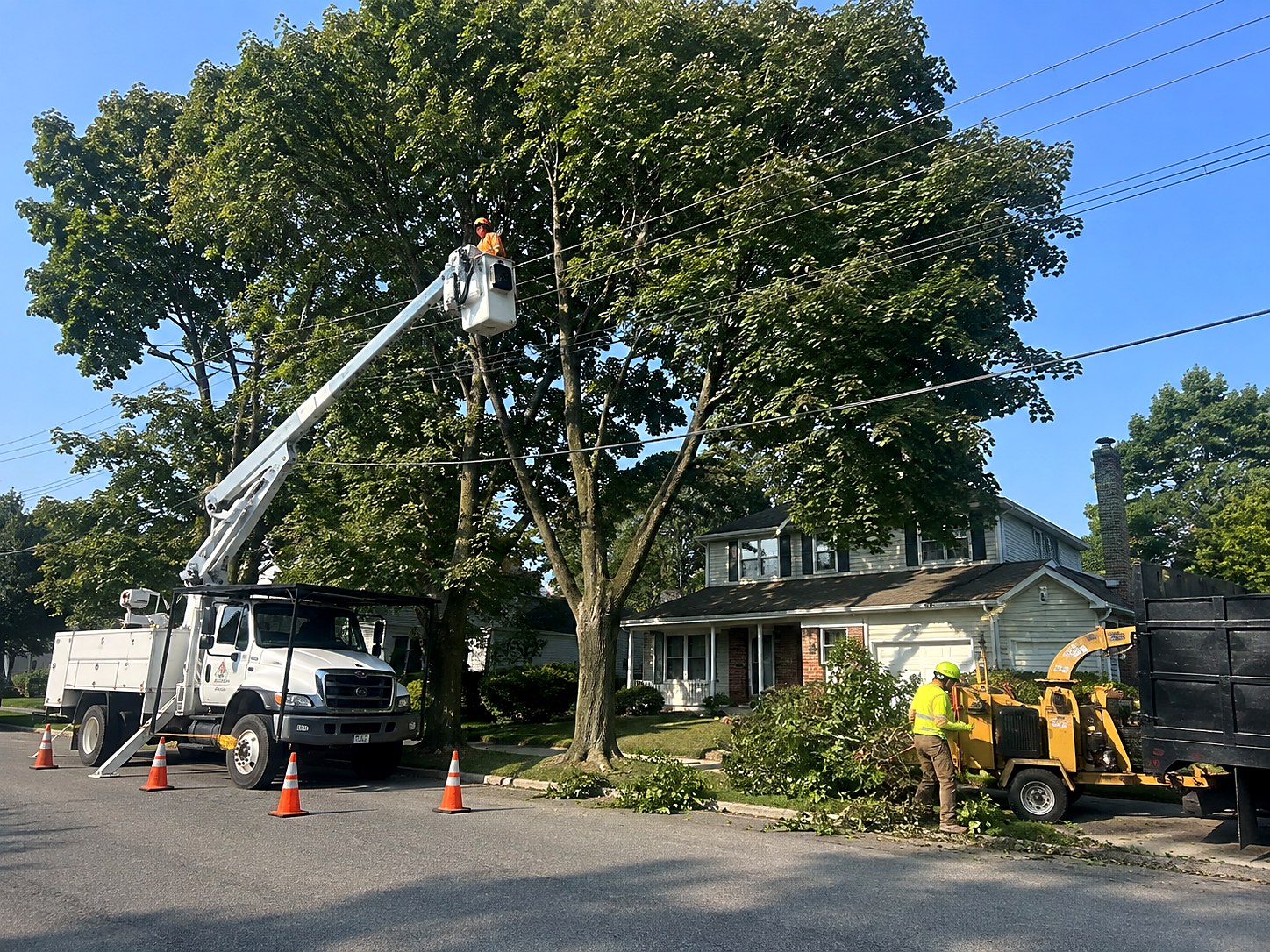 Bucket truck crew doing a crown reduction on street-side maples near the service lines while a ground worker feeds branches into a chipper