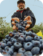 Sekoya berries 01