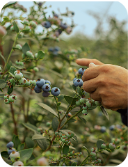 Sekoya berries 02