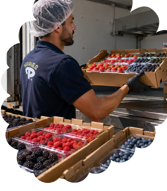 Trabajador de Berries Paradise seleccionando cajas de berries