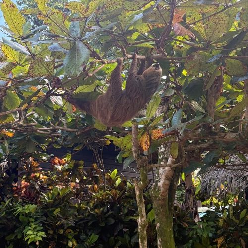 Paresseux suspendu la tête en bas à une branche d'arbre feuillue dans un jardin tropical.