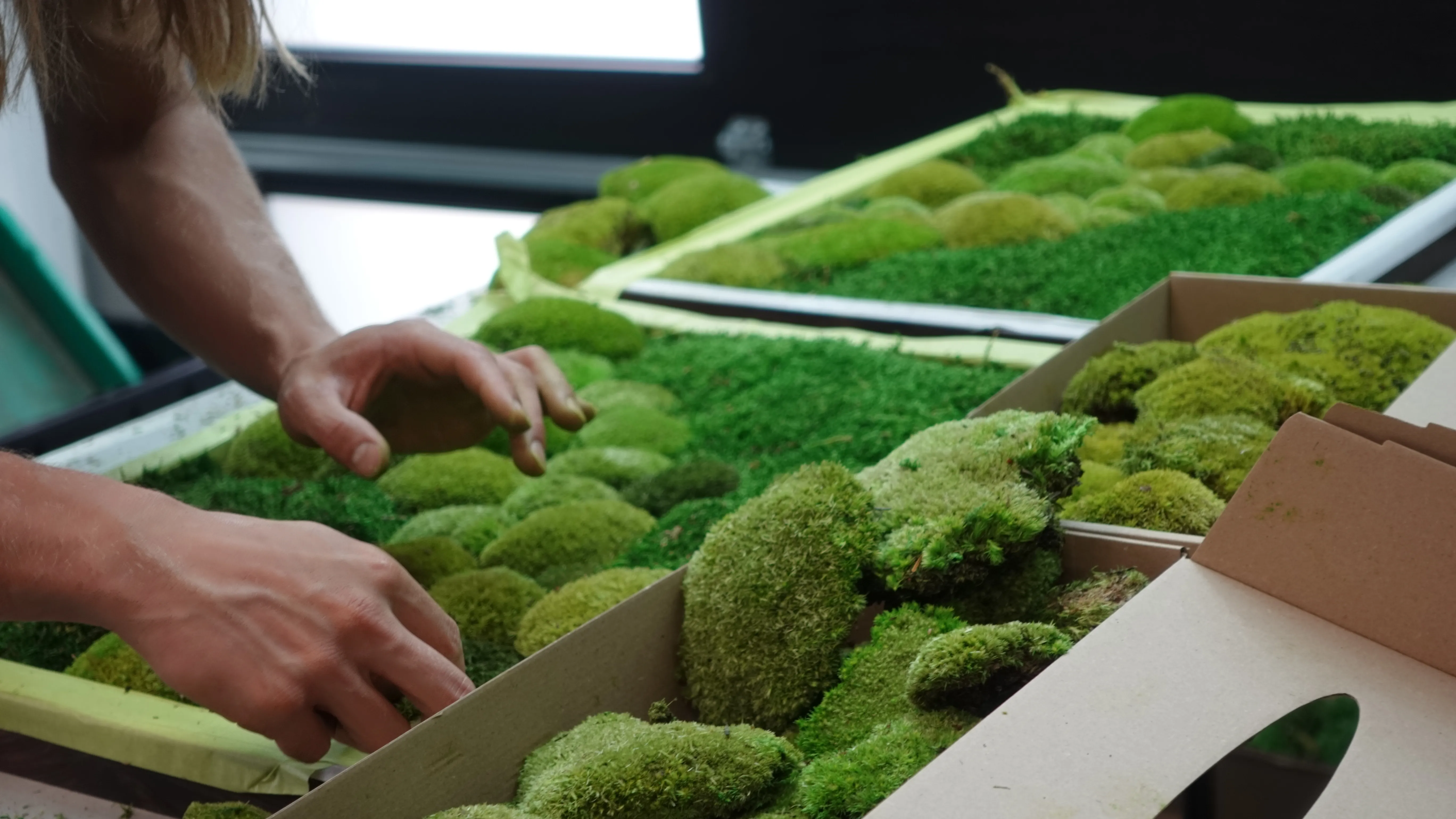 Hands arranging preserved moss in trays for the Sidney Pier lobby installation
