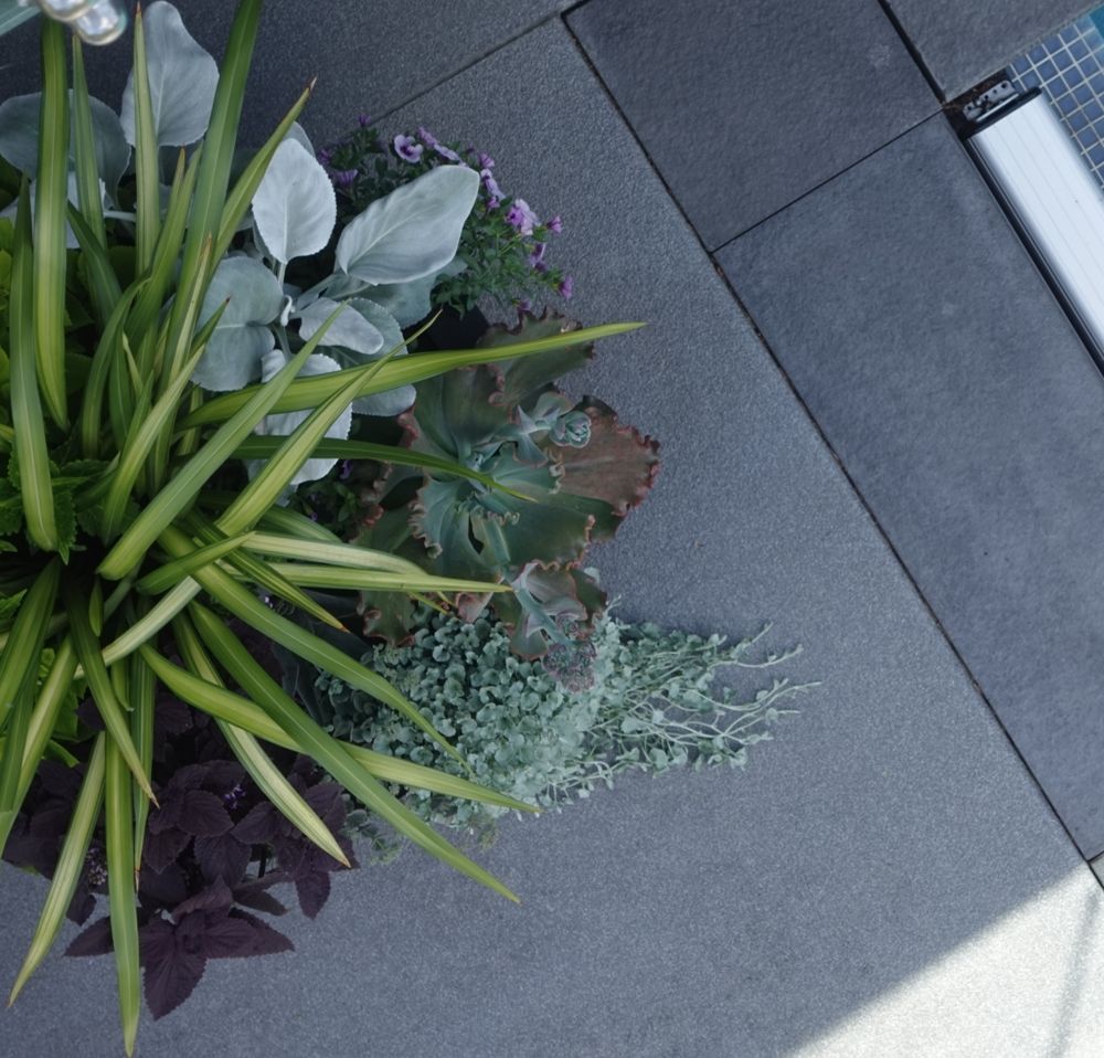 Overhead view of a planter with succulents and spiky foliage