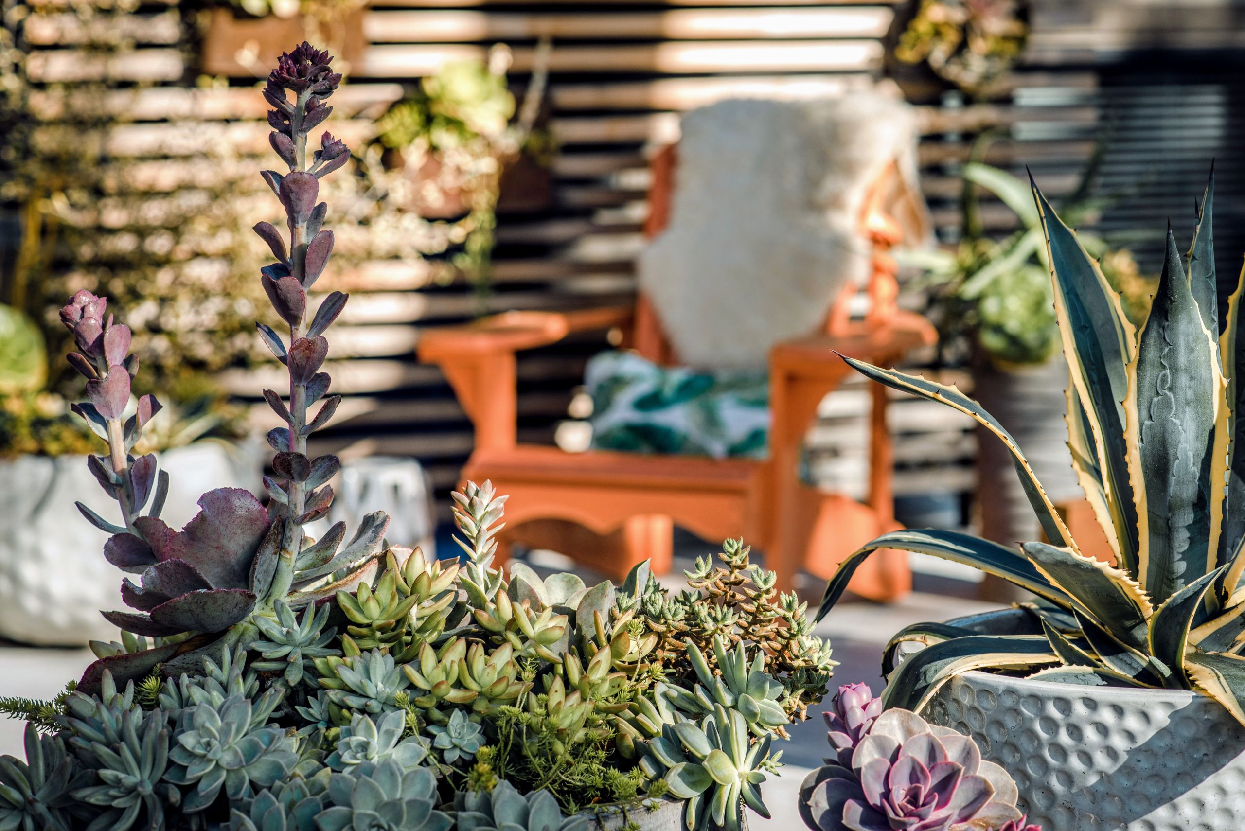 Purple succulents and flowering plants in a terracotta planter on a garden patio