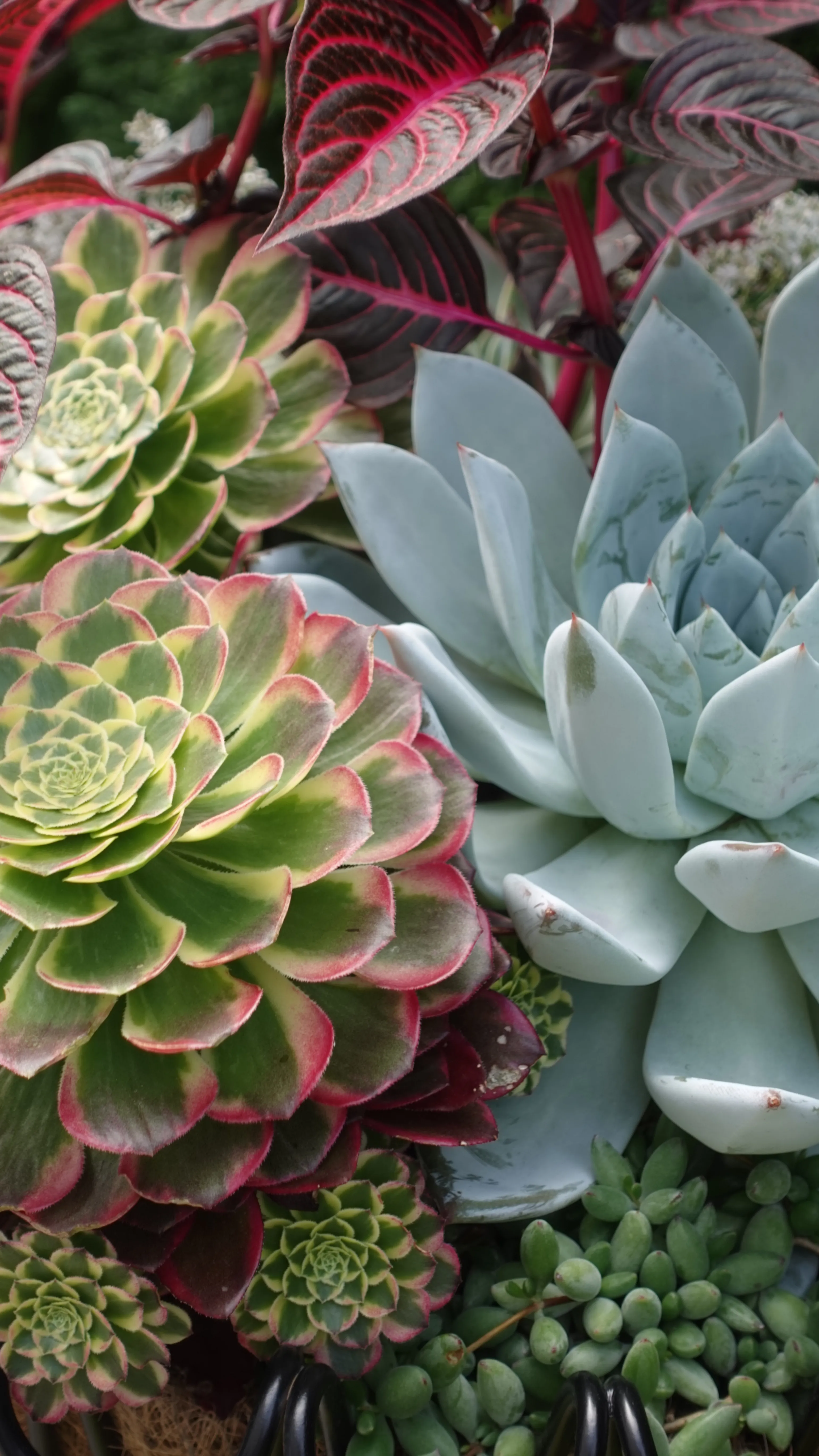 Patio planting detail at the James Bay Residence