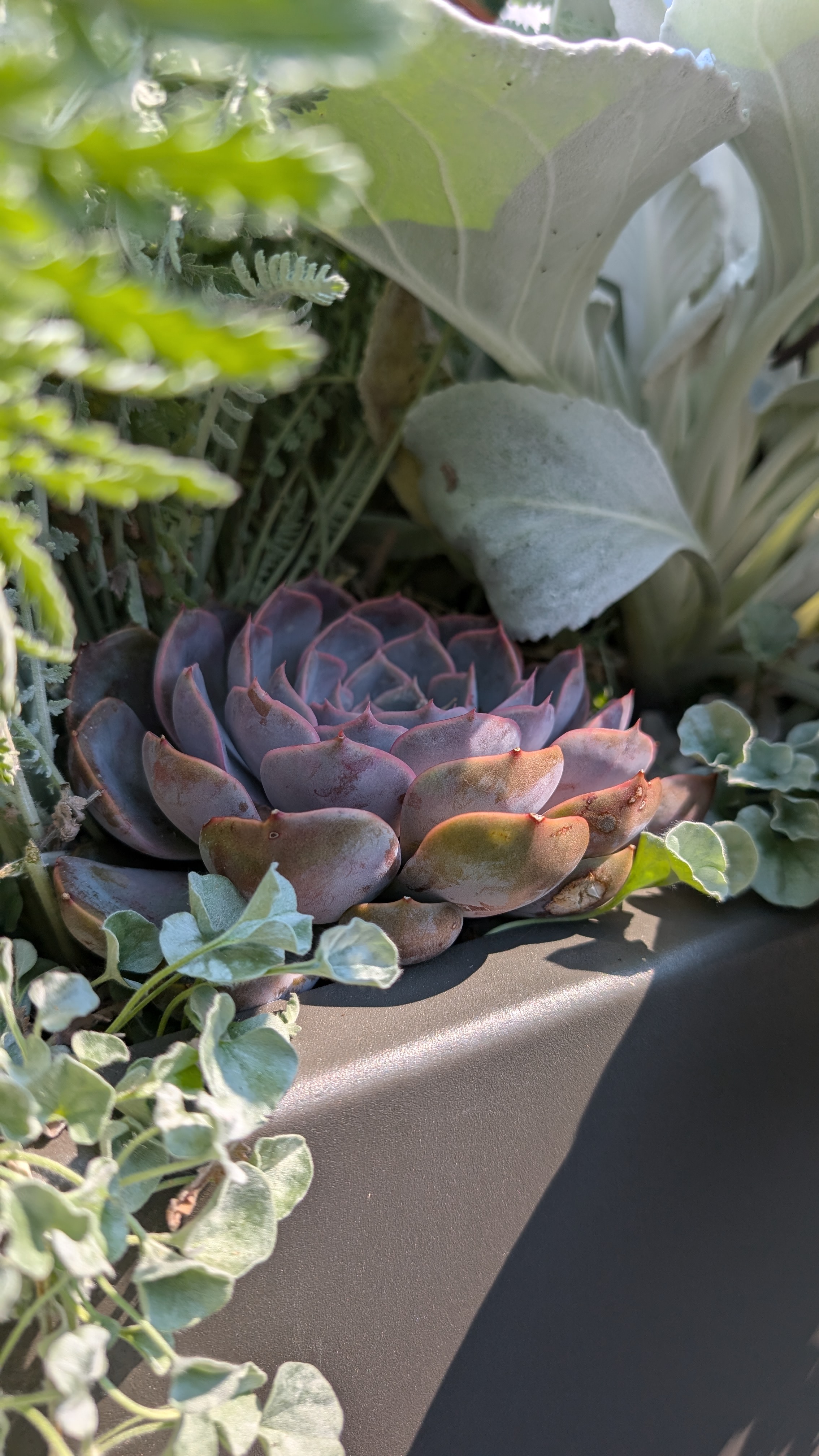 Close-up of an aeonium rosette among dusty miller and ornamental grasses, Victoria Residence