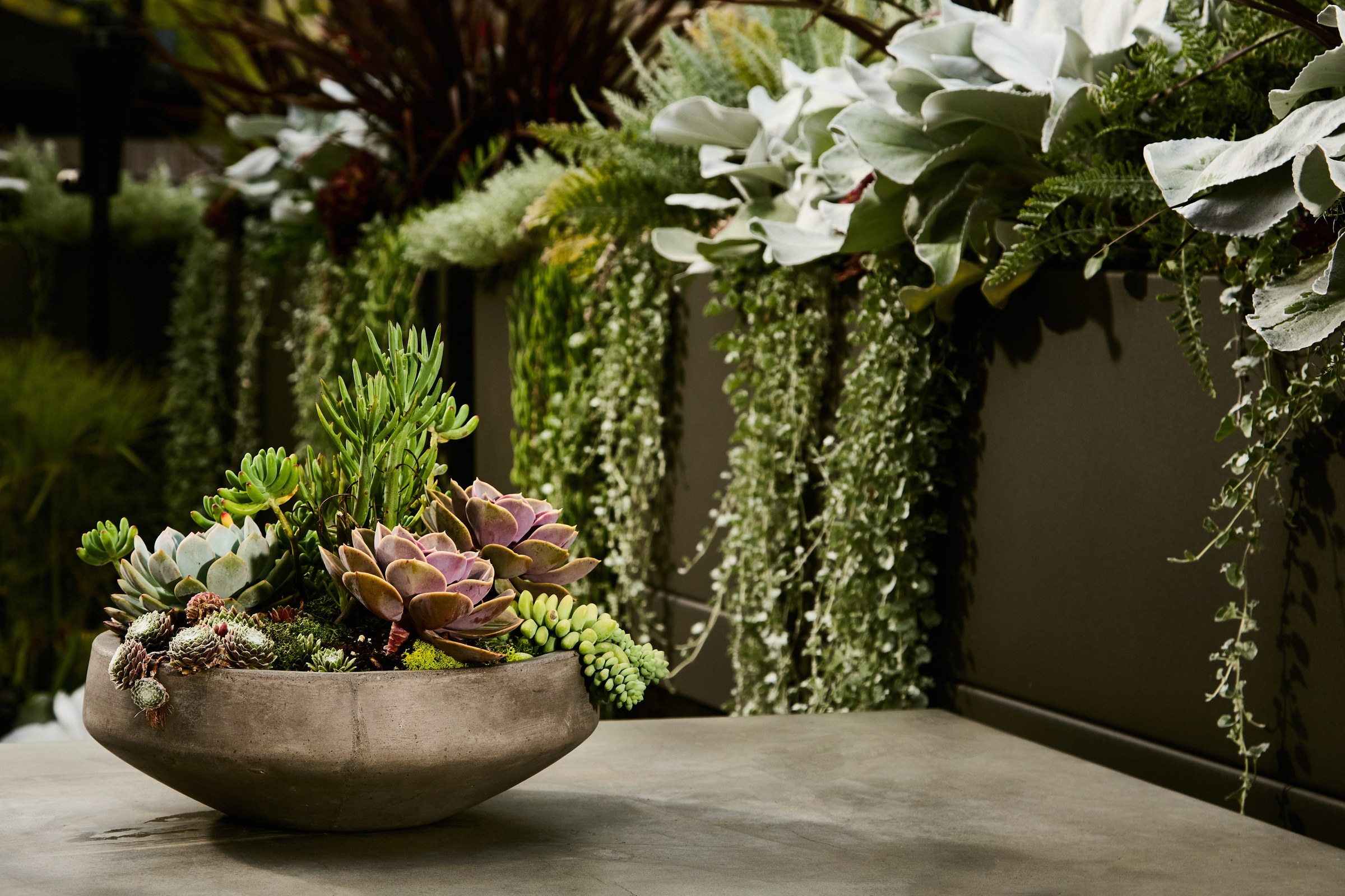 Artful succulent bowl centrepiece on a Victoria Residence patio