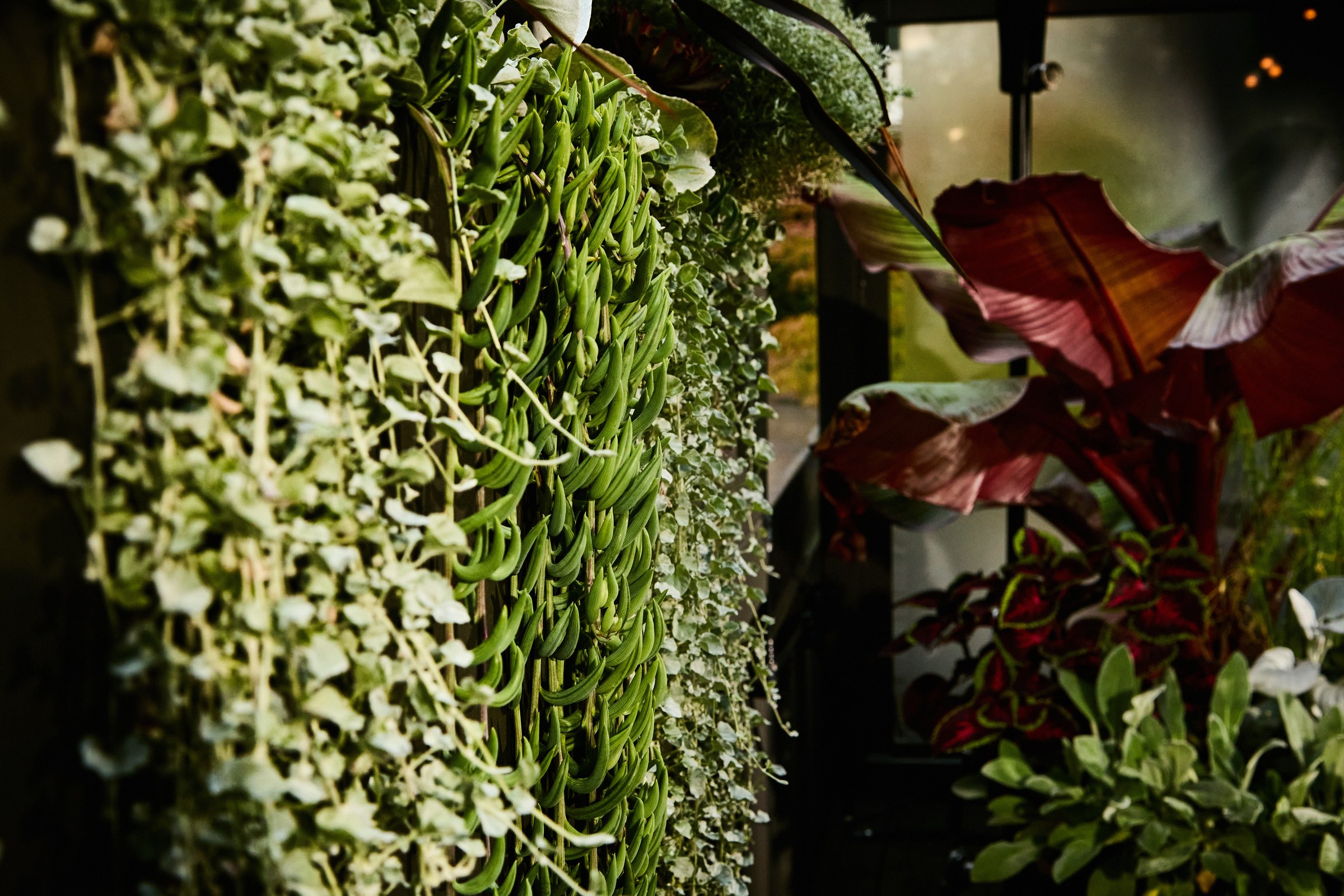 Trailing succulents cascading from a planter on a Victoria Residence balcony