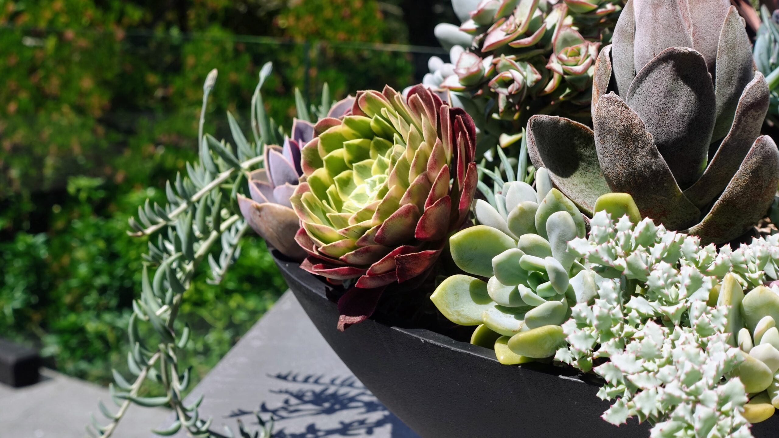 Macro detail of layered succulents in a black planter at the Broadmead Residence