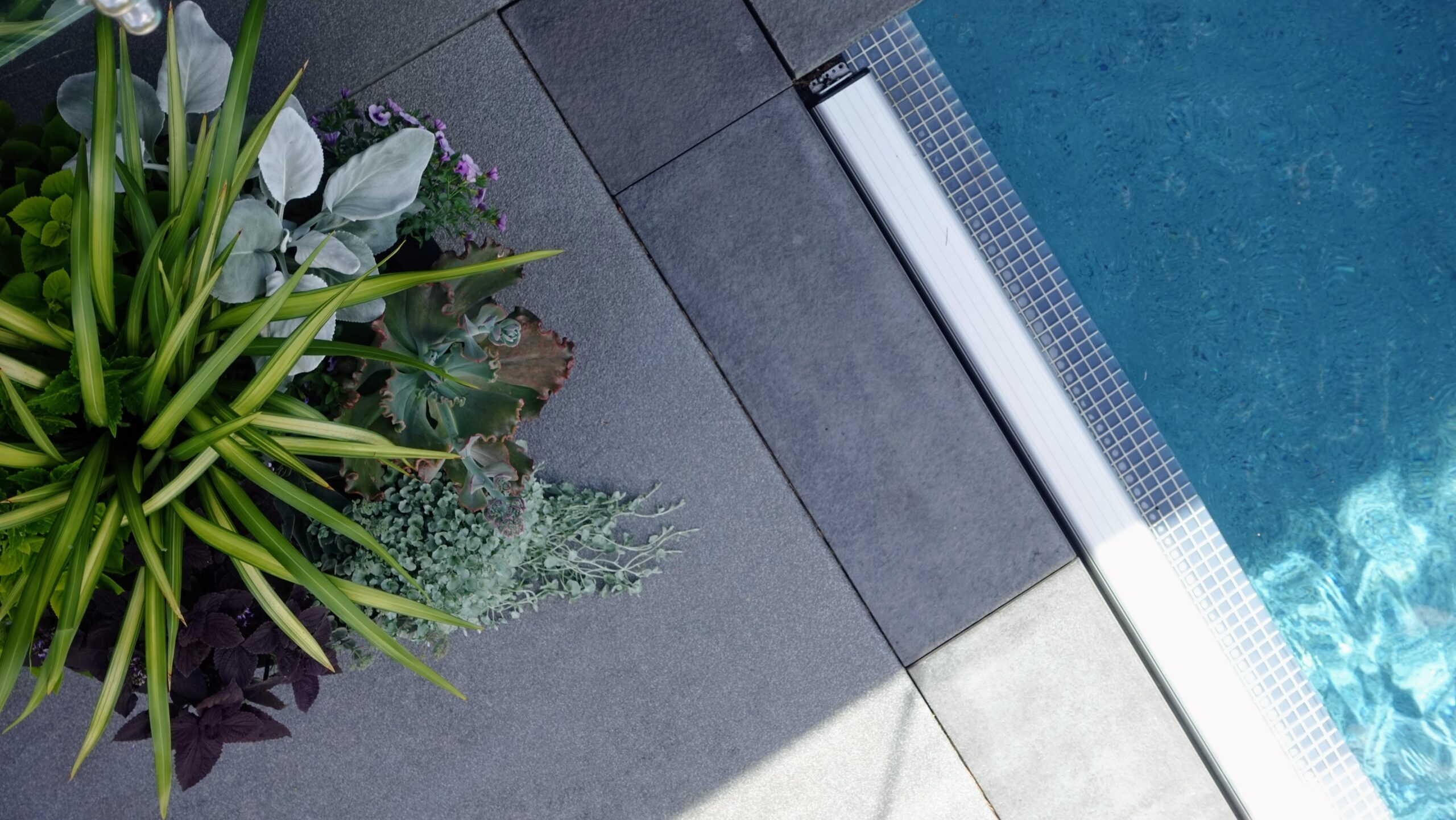 Overhead view of a black planter with grasses and succulents at the pool's edge, Broadmead Residence