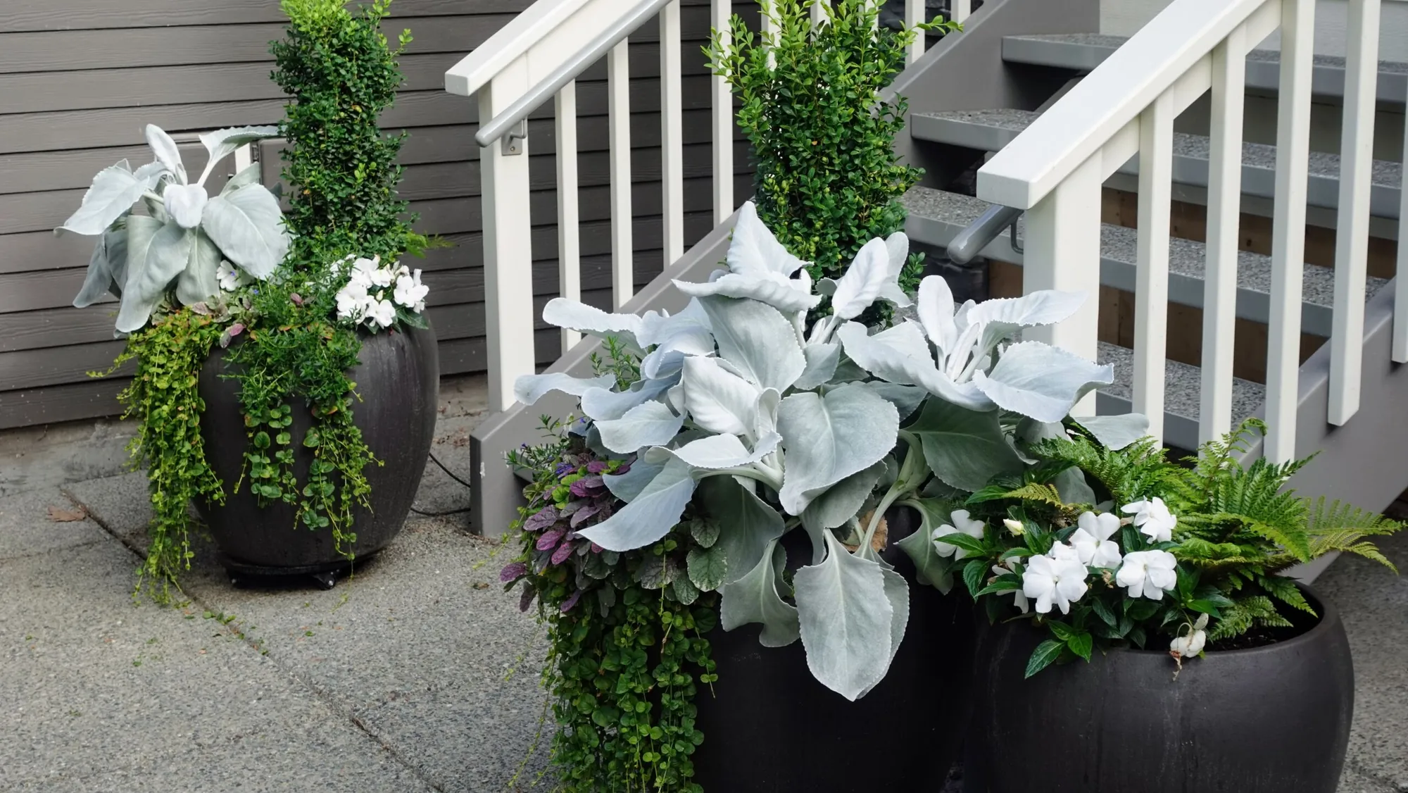 Dusty miller, boxwood, and trailing greenery in black planters flanking the entry stairs at the Strawberry Vale Residence