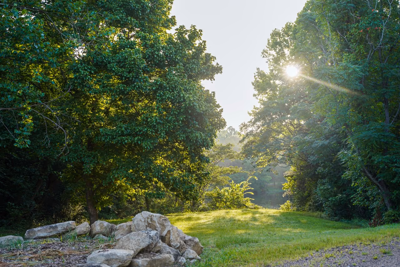 Sunlight shining through dense green trees onto a grassy clearing with rocks in the foreground.