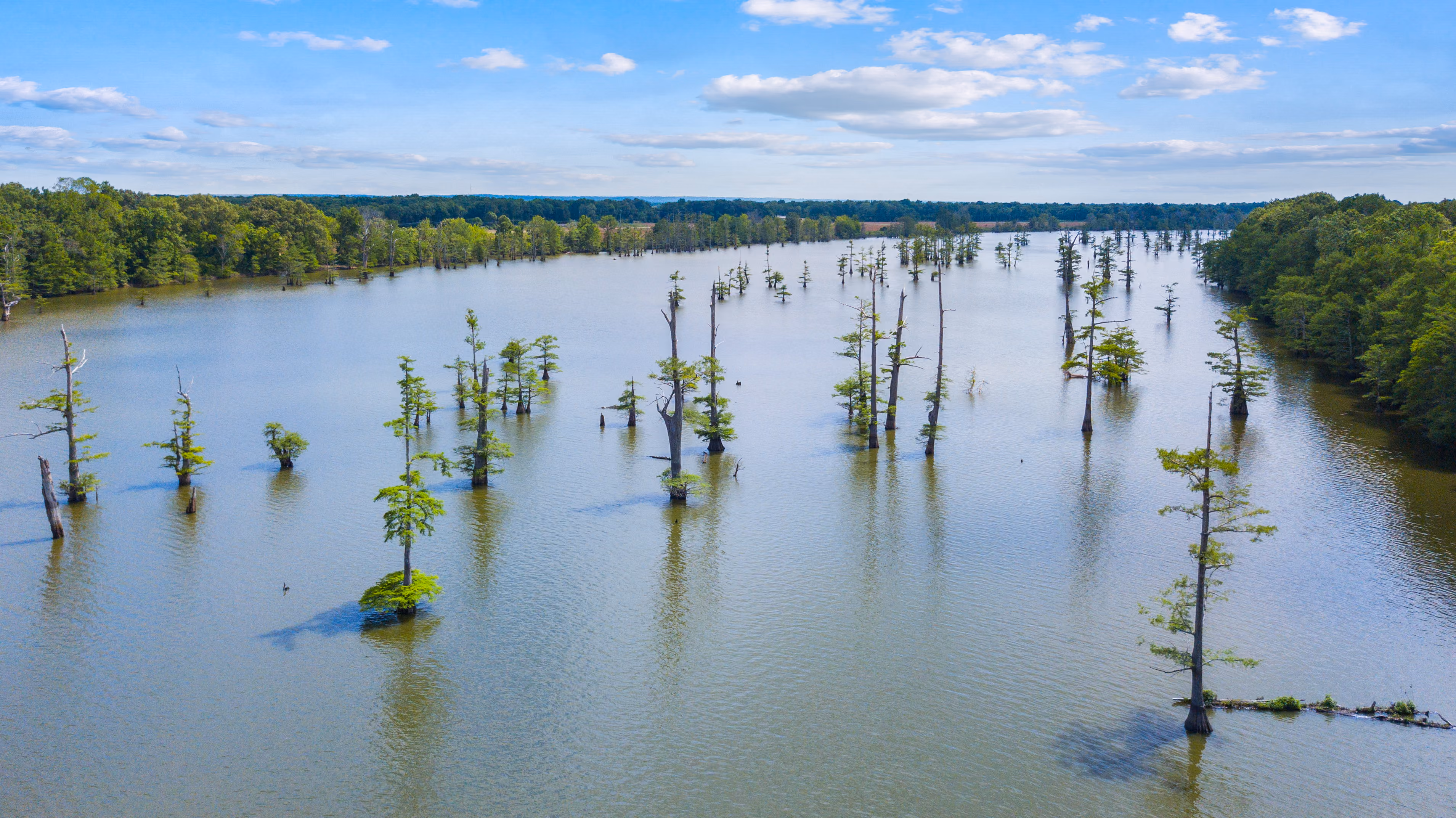 Aerial view of a calm Central Mississippi river numerous tall cypress trees growing out of the water, surrounded by dense green forest under a partly cloudy blue sky.