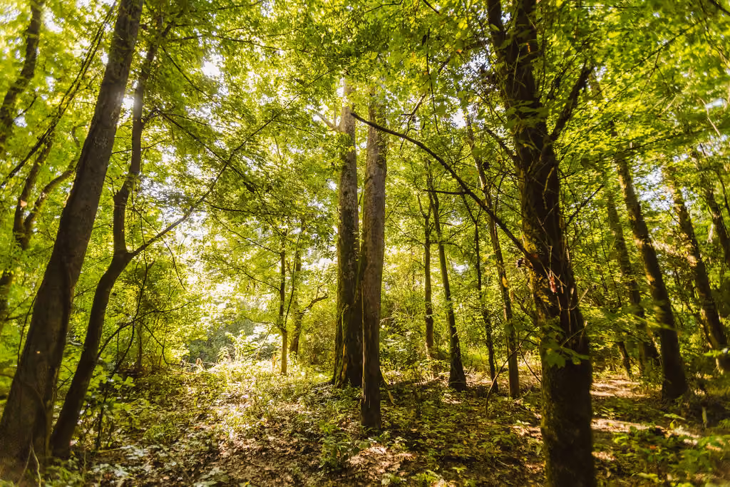 Sunlight filtering through dense green foliage in a lush Central Mississippi forest with tall trees and a ground covered in leaves and plants.