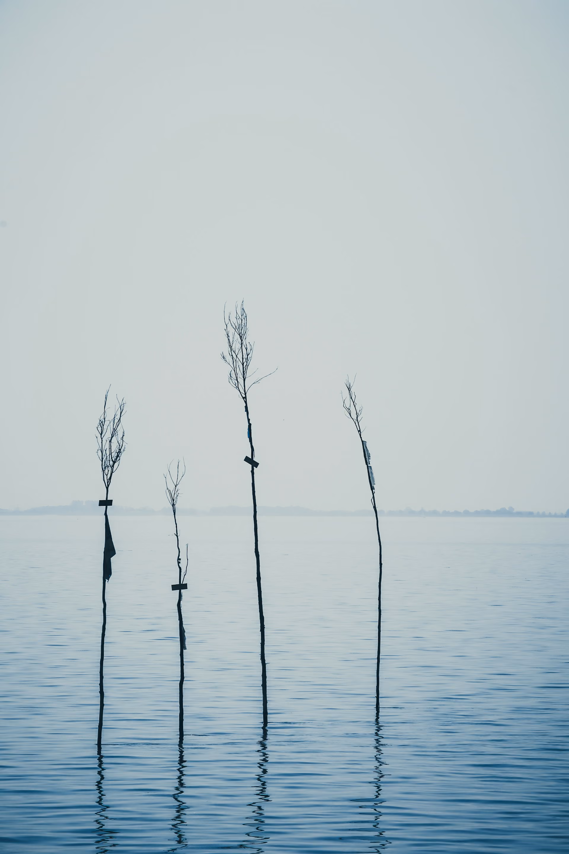 Vier dunne dode boomstammen staan rechtop in rustig water onder bewolkte hemel.