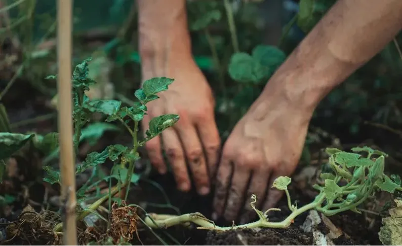 How Gardening Reduces Stress and Supports Mental Well-being