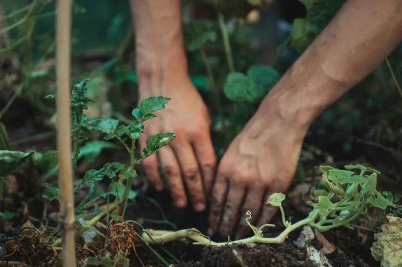 How Gardening Reduces Stress and Supports Mental Well-being