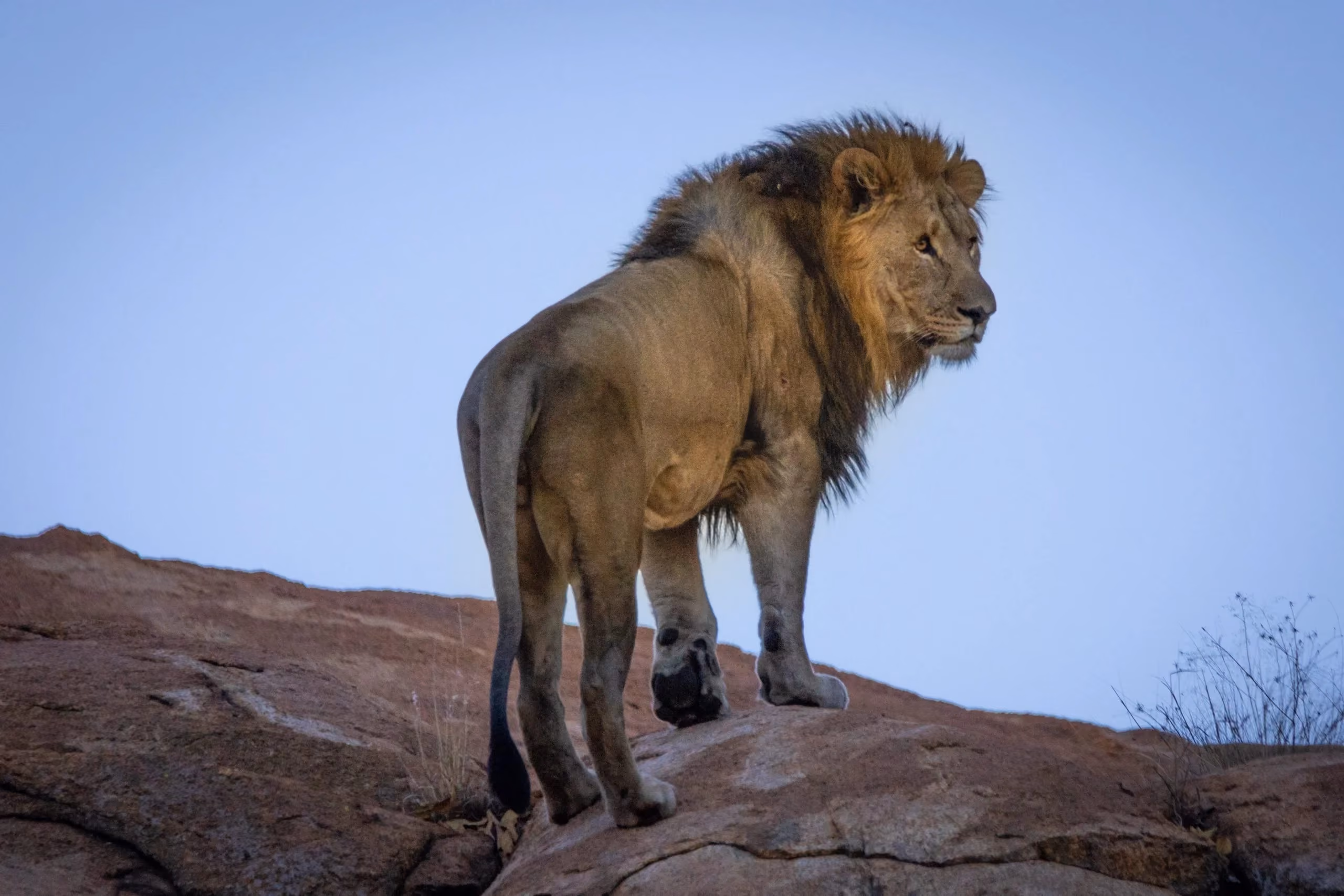 Wandering Lion brand imagery