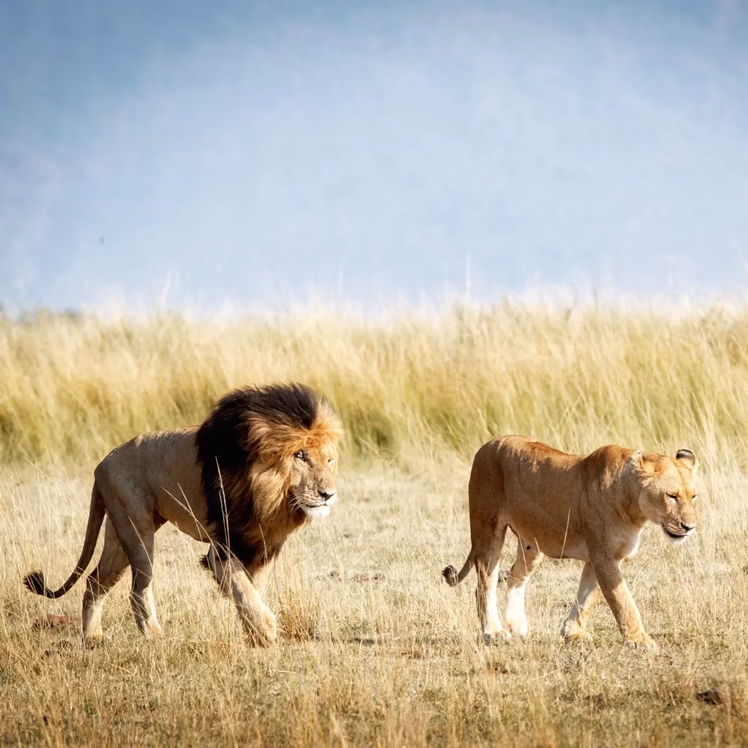 Lion and lioness walking through savanna grassland — Wandering Lion brand imagery