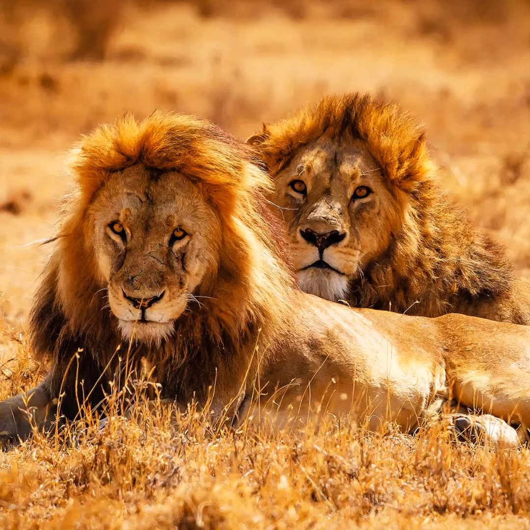 Wandering Lion brand imagery