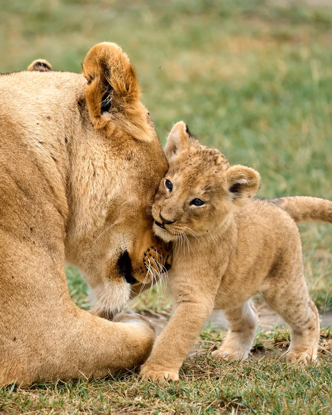 Wandering Lion brand imagery