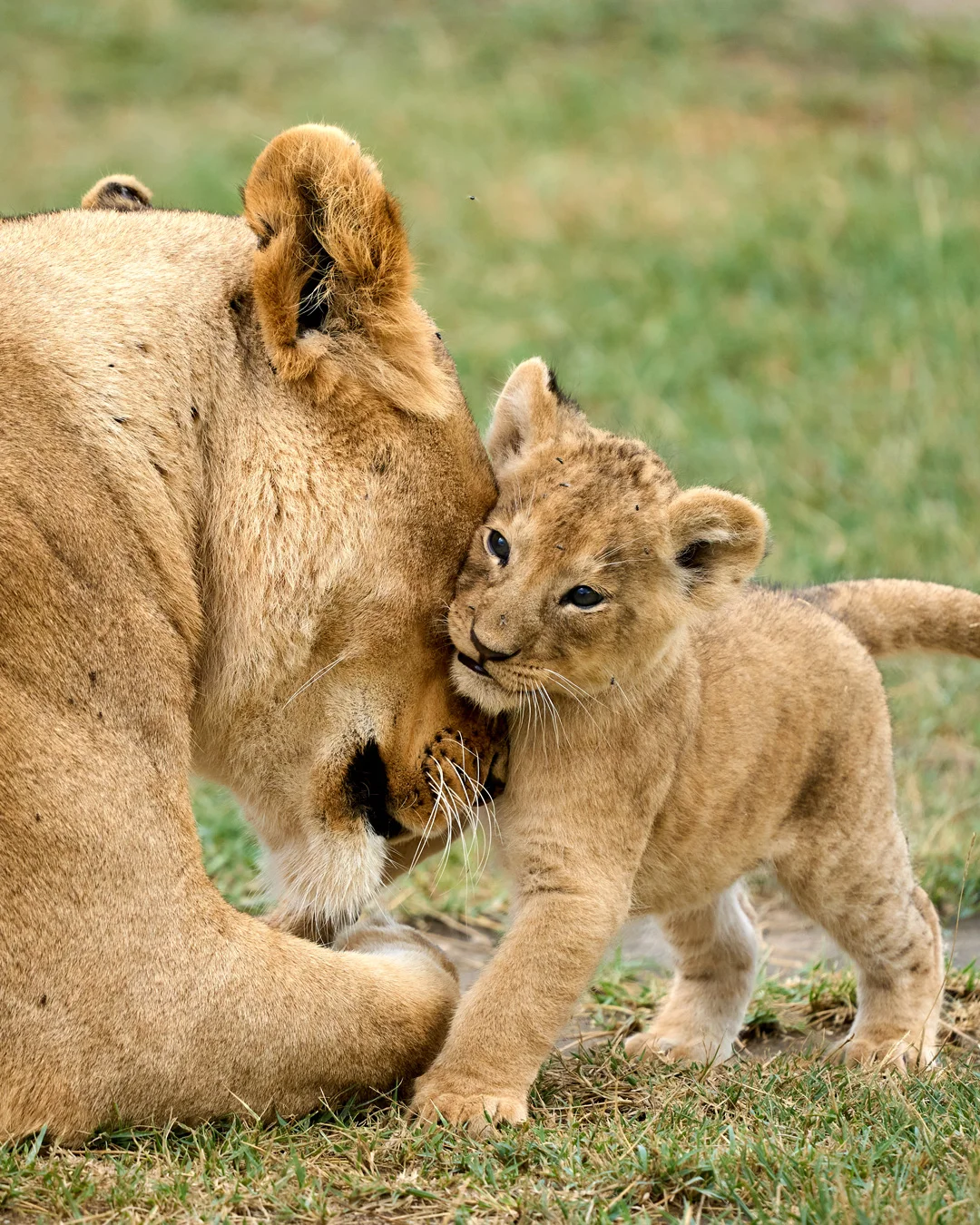 Wandering Lion brand imagery