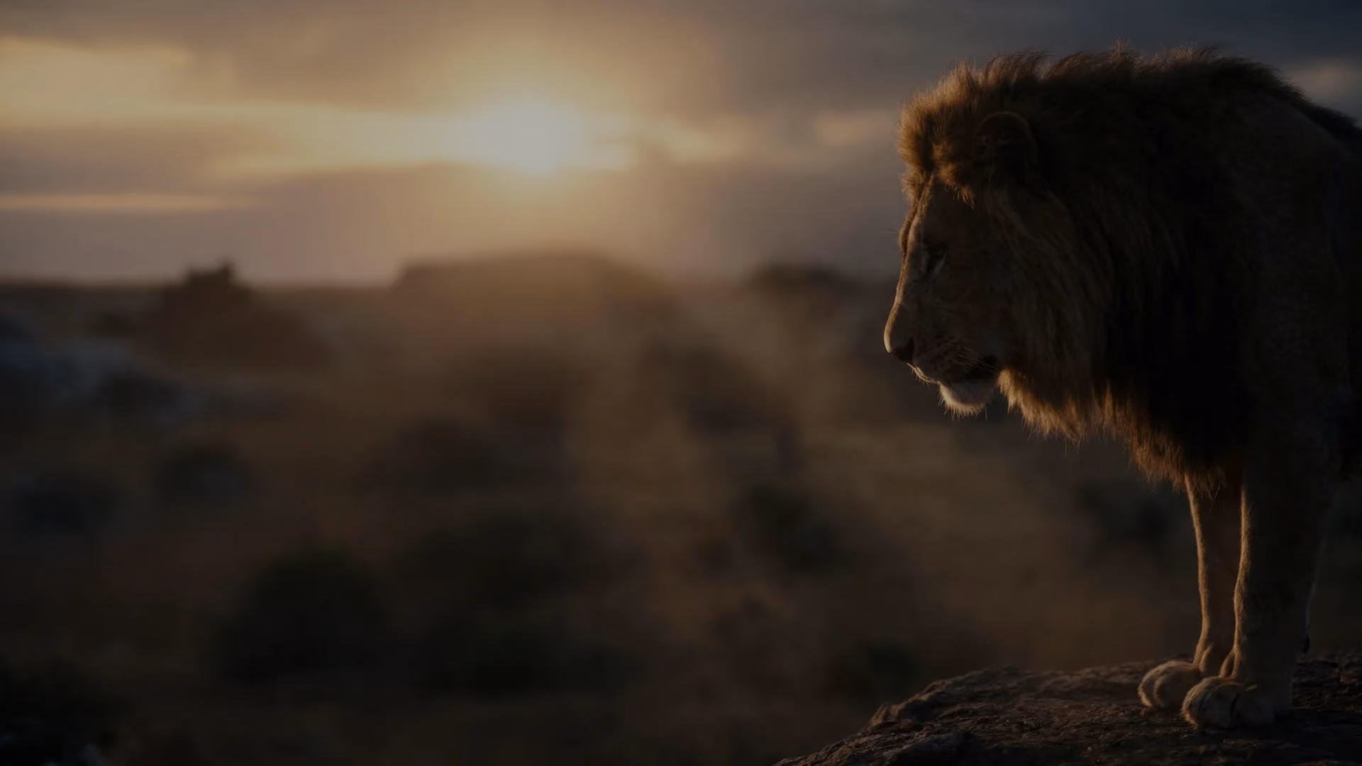 Wandering Lion brand imagery