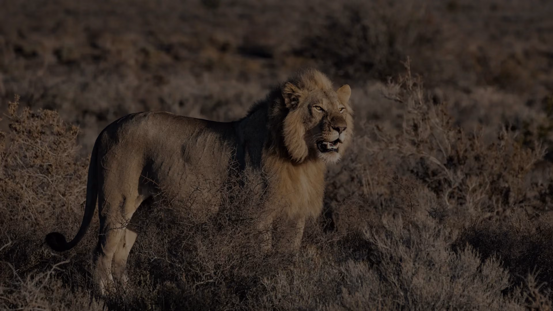 Lion standing in dry scrubland — Wandering Lion brand imagery