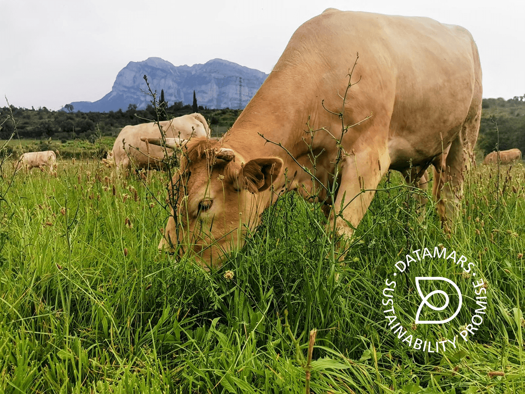 Cow in field and Datamars Sustainability mark