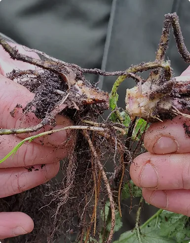Close-up of hands holding a plant with roots covered in soil against a gray background.