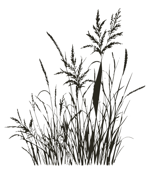Silhouette of bunches of tall grass blades and seed heads on black background.