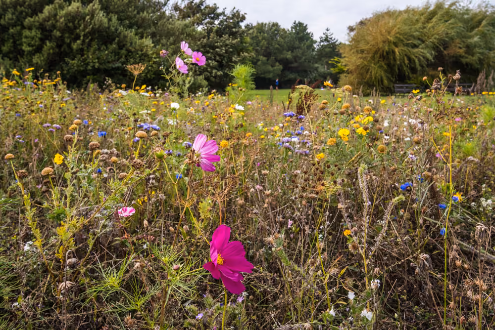 Discover Our Award-Winning Parks and Gardens