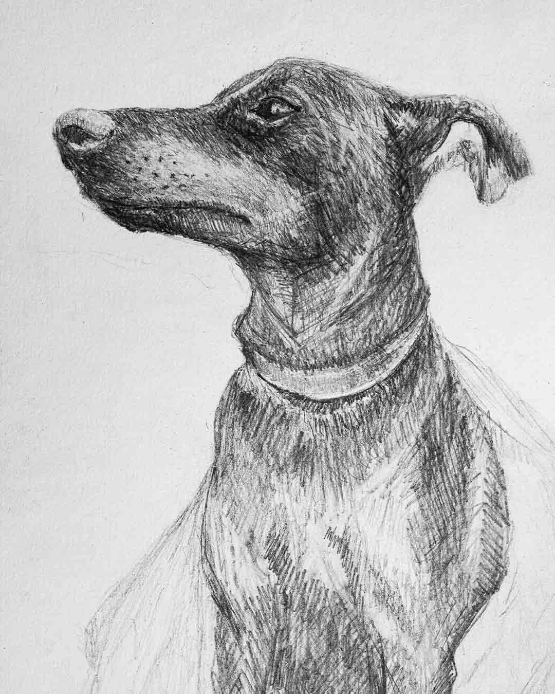 Black and white pencil sketch of a dog facing left with a collar around its neck.