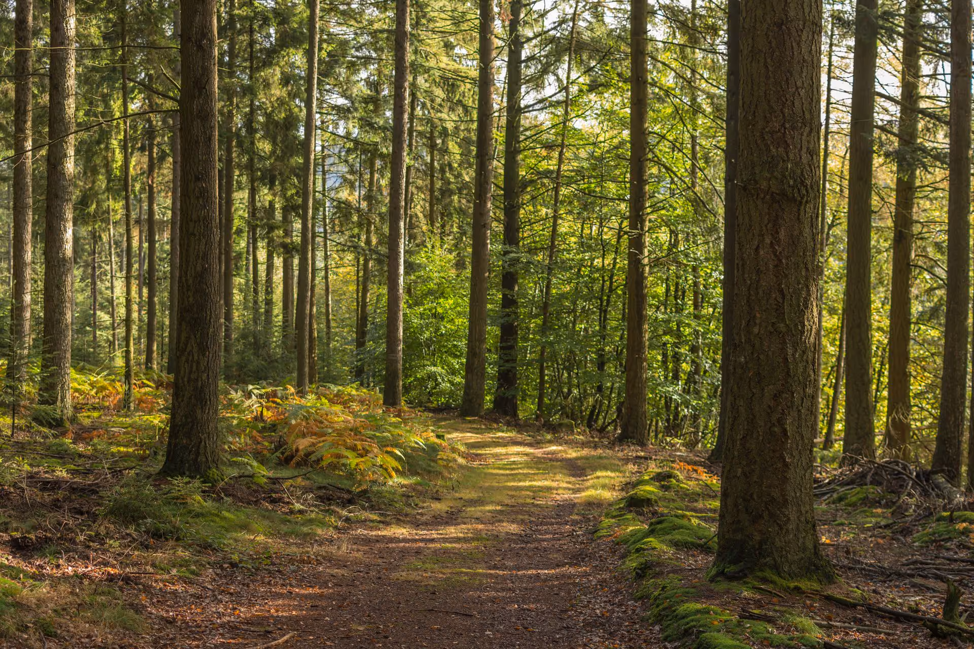 Chemin de terre traversant une forêt