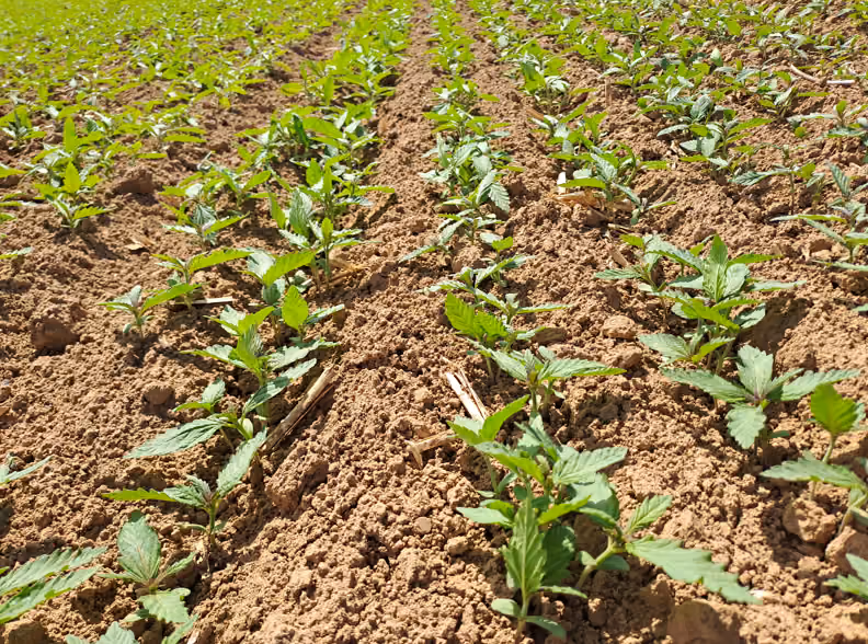 Healthy soil