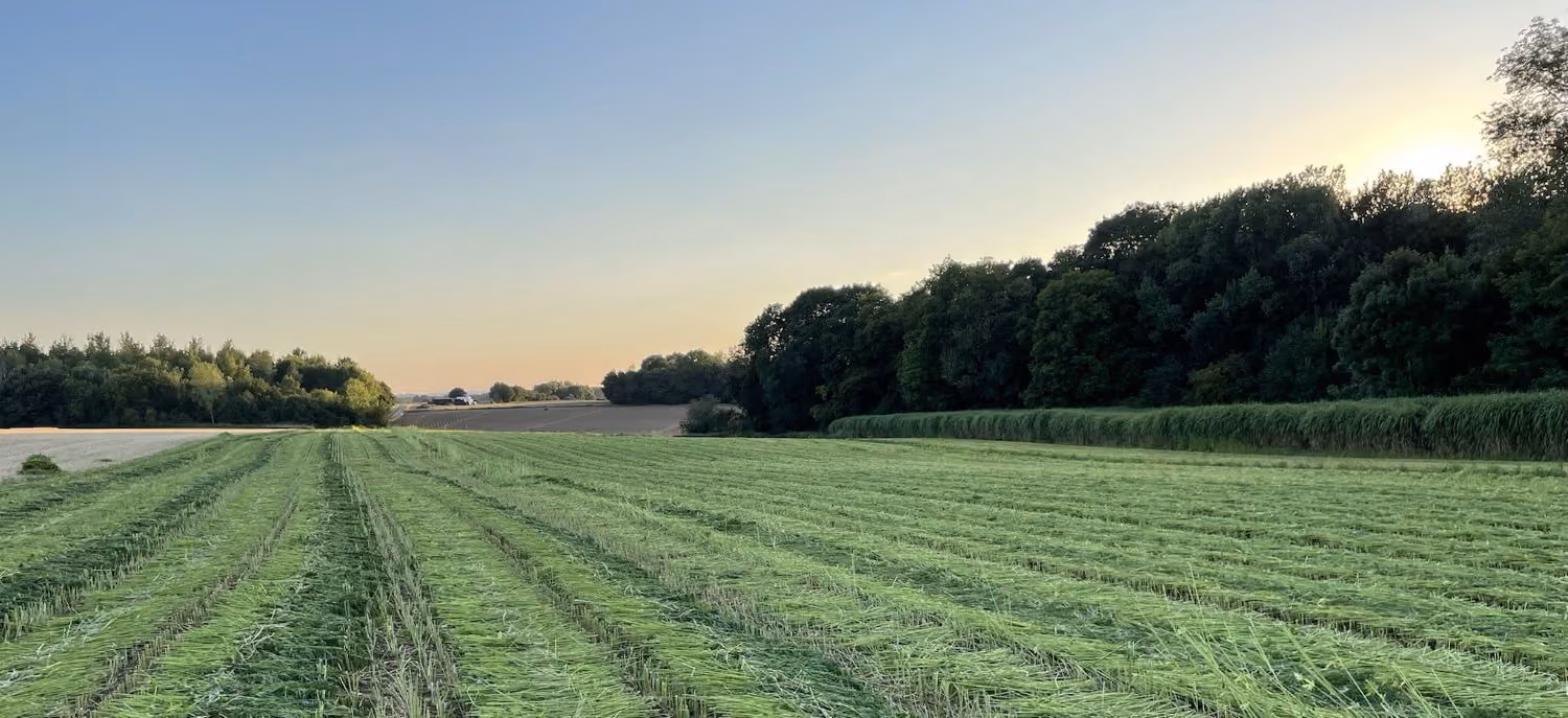 Hemp field