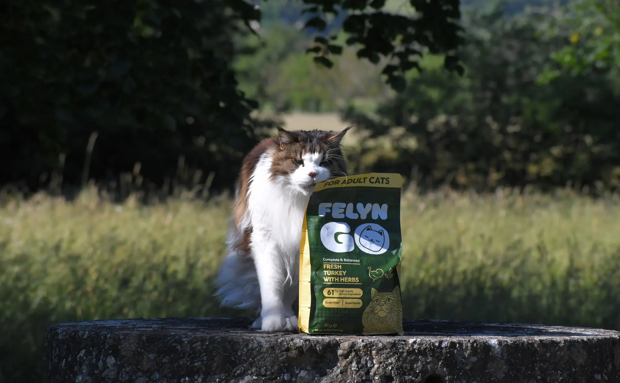 Felyngo