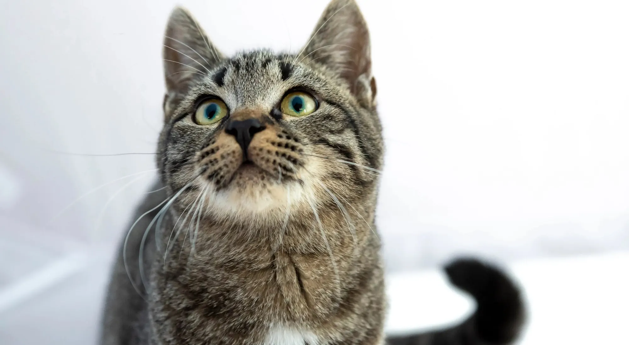 Felyngo