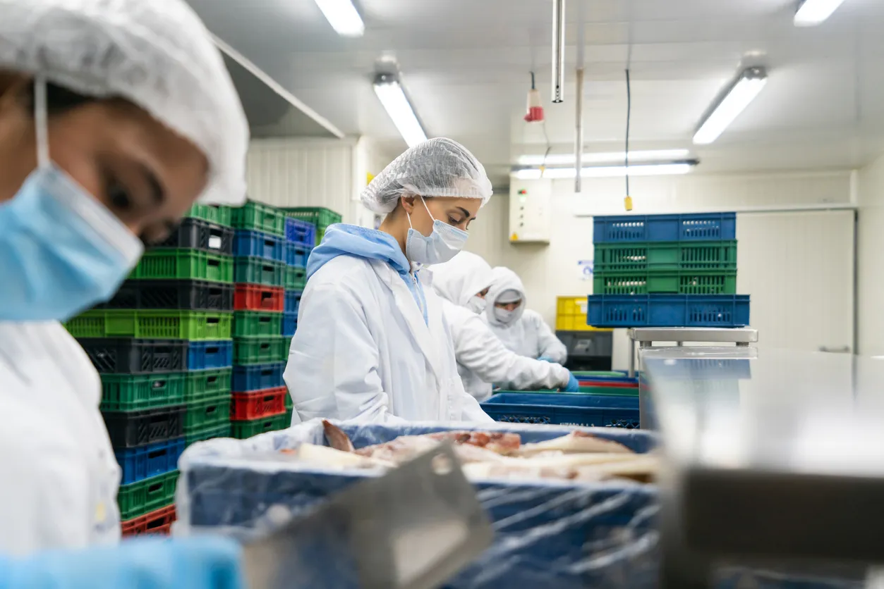 Workers in protective clothing, hairnets, and face masks processing and sorting fish in a clean, industrial food processing facility with stacked plastic crates in the background.