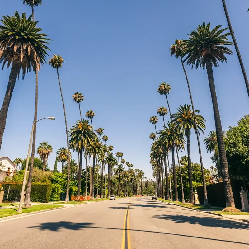 Palm trees lining a sunny street in Los Angeles with a clear blue sky in a suburban neighborhood.