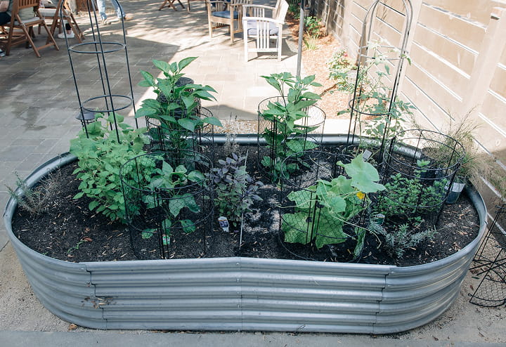 Raised garden bed with young plants supported by wire cages on a patio with chairs in the background.