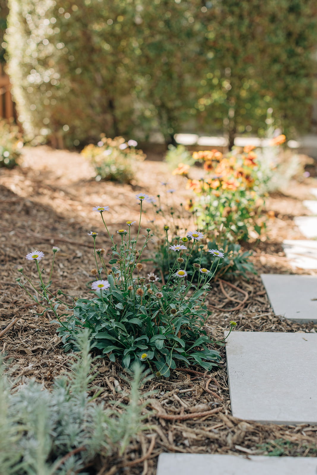 Drought-tolerant garden with small flowering plants and stone pavers in mulch bed.